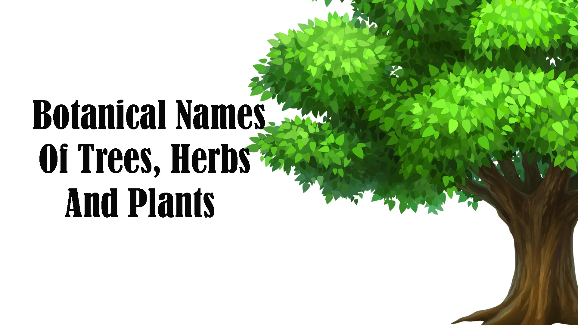 Botanical-Names-Of-Trees,-Herbs-And-Plants